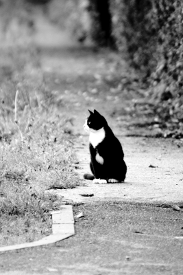 Black & White Cat, par Xavier E. G. Dierick